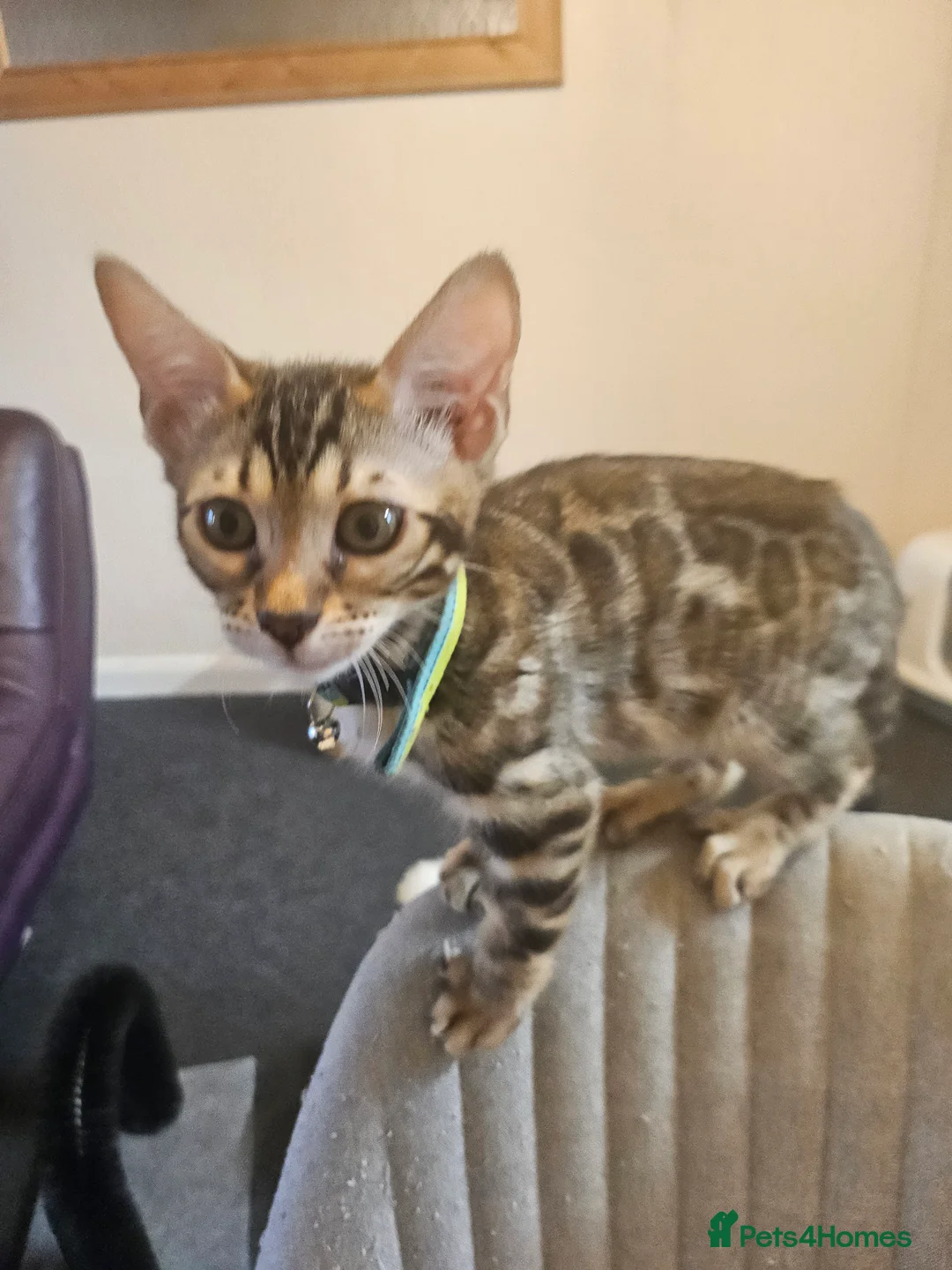 Bengal cats for sale: Tica Active Registered Bengal Kittens  - Advert 3