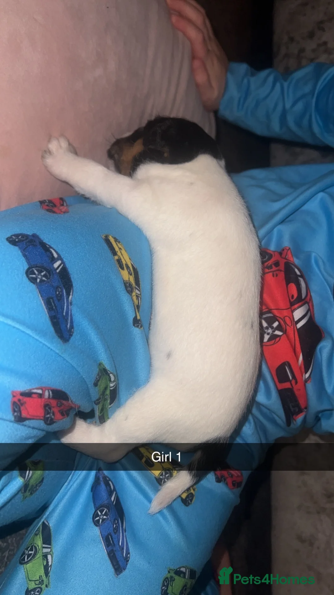 Parson Russell dogs for sale: Parson Russell Terriers  - Advert 3