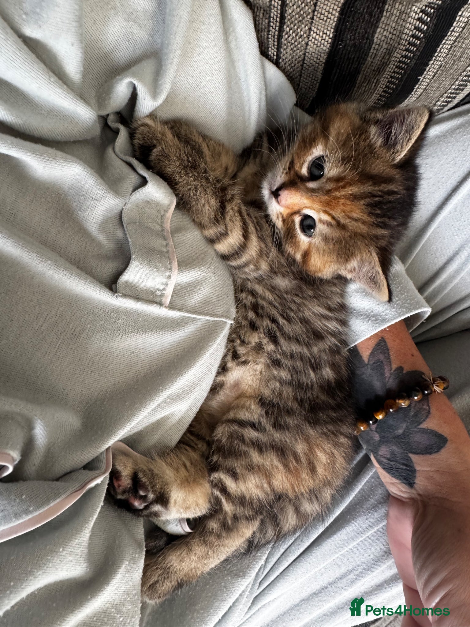 Mixed Breed cats for sale: 2 beautiful female kittens available  - Advert 13