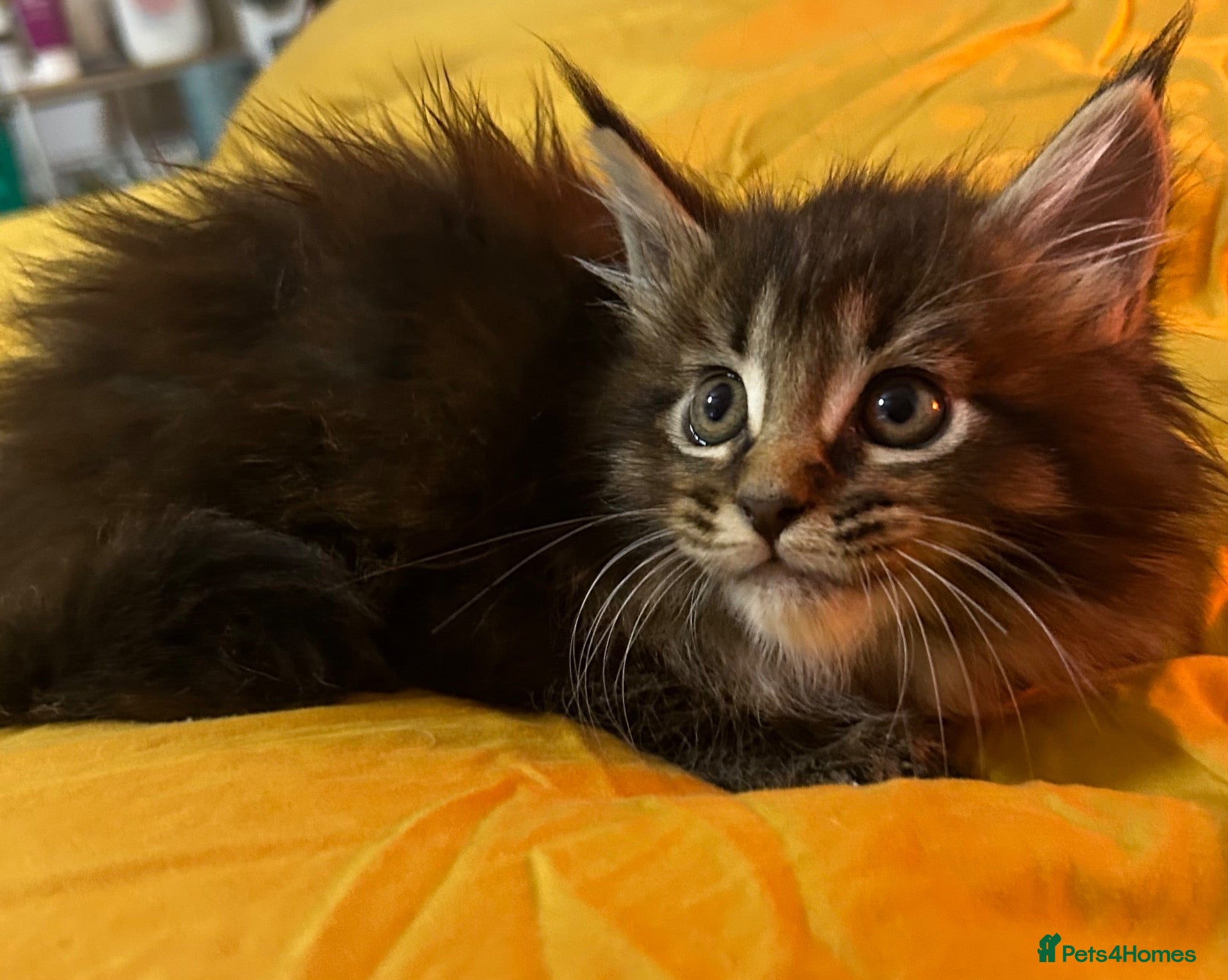 Maine Coon cats TICA Pedigree Champion Line Maine Coon babies  - Advert 4