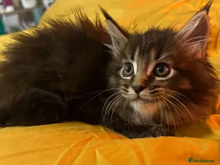 Maine Coon cats TICA Pedigree Champion Line Maine Coon babies - Advert 4