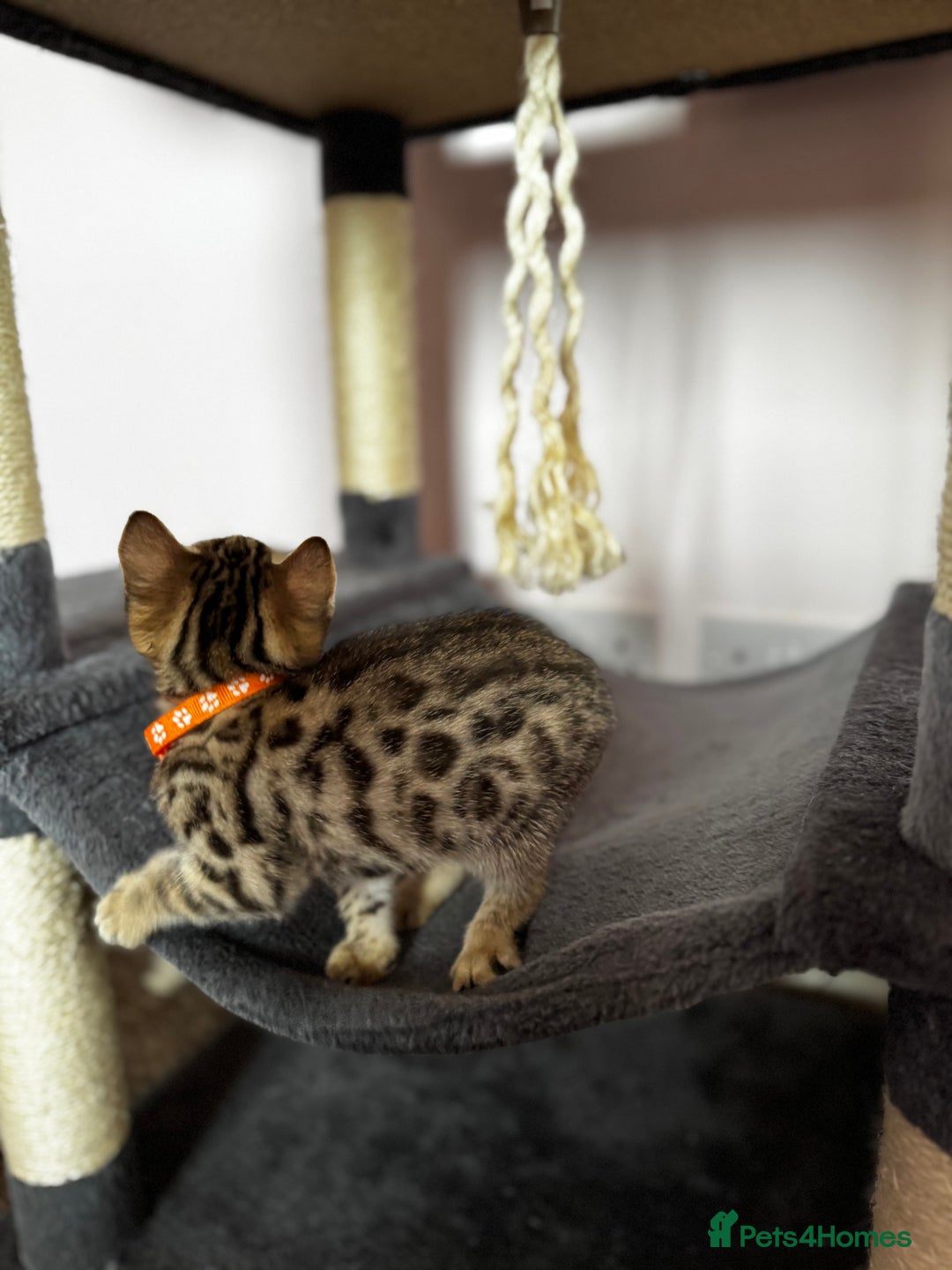 Bengal cats for sale: 🐆✨[REDUCED TO CLEAR!!] LAST THREE PURE BENGAL’S❤️ - Image 24