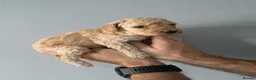 Cockapoo dogs for sale: 2 F1b Cockapoo Boys. DNA HEALTH TESTED - Advert 16