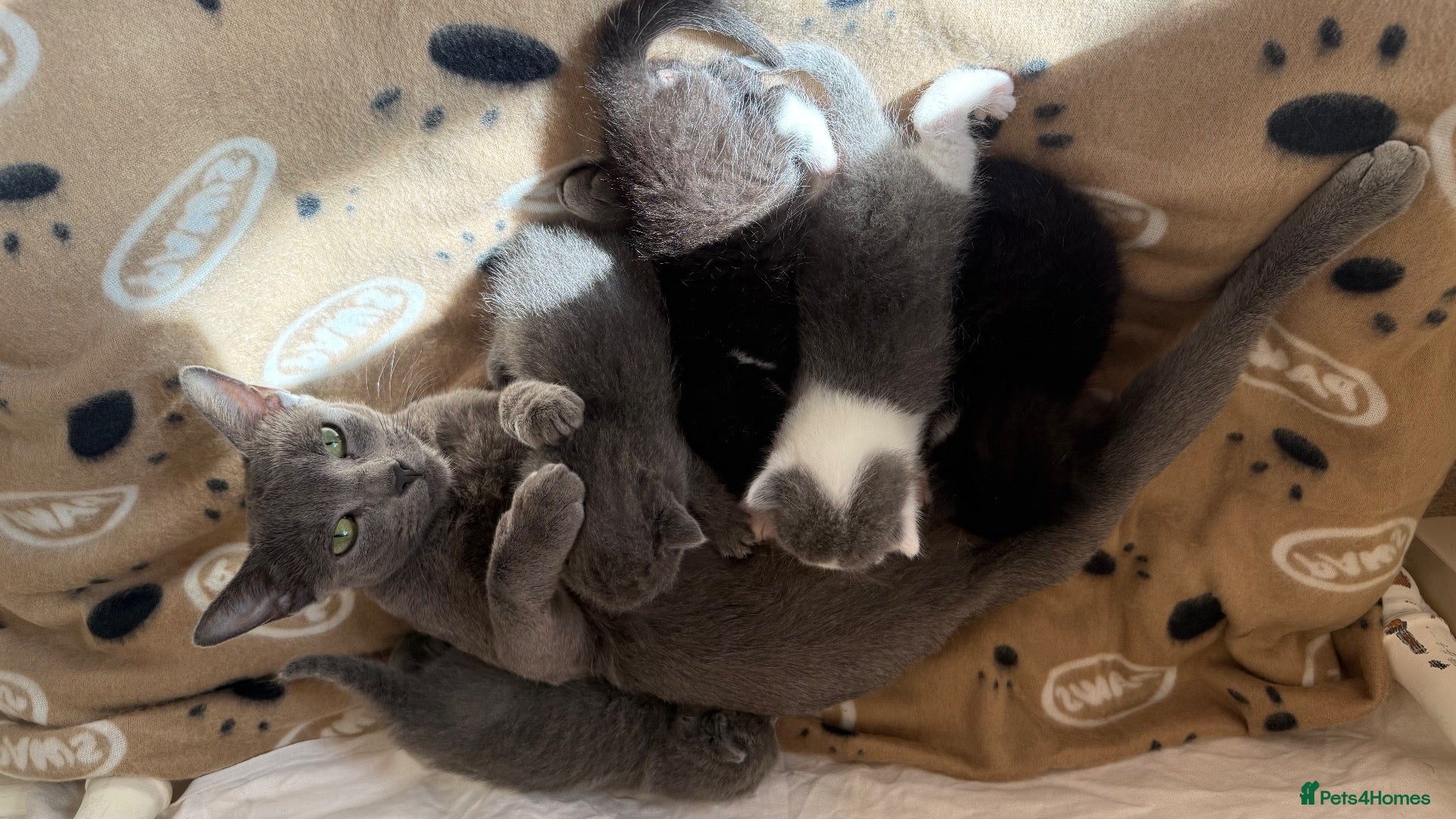 Mixed Breed cats Beautiful Russian Blue X BS looking for homes - Advert 2