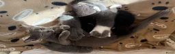 Mixed Breed cats for sale: Beautiful Russian Blue X BS looking for homes - Advert 1