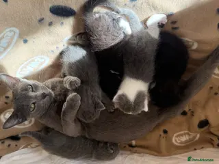 Mixed Breed cats Beautiful Russian Blue X BS looking for homes - Advert 2