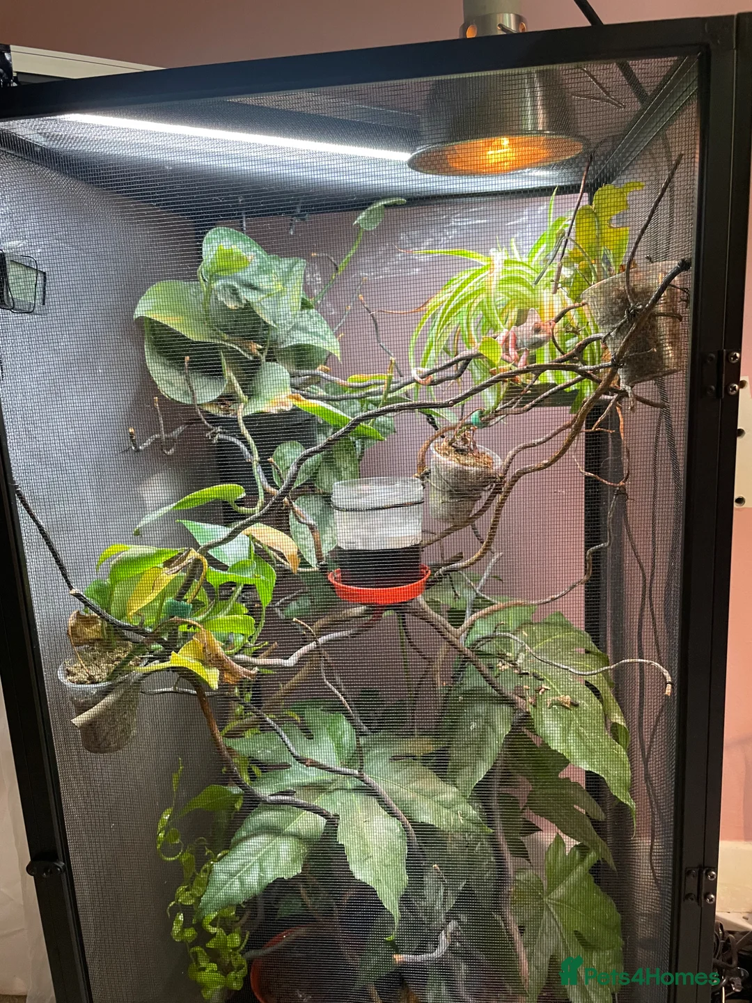 Chameleon reptiles for sale: Pied Yemen Chameleon - Advert 1
