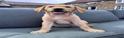 Labrador Retriever dogs for sale: 9 week old Labrador Dog puppy KC Reg  - Advert 3