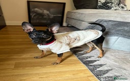 Miniature Pinscher dogs for stud: Mini Pincher - Enfield - Image 4