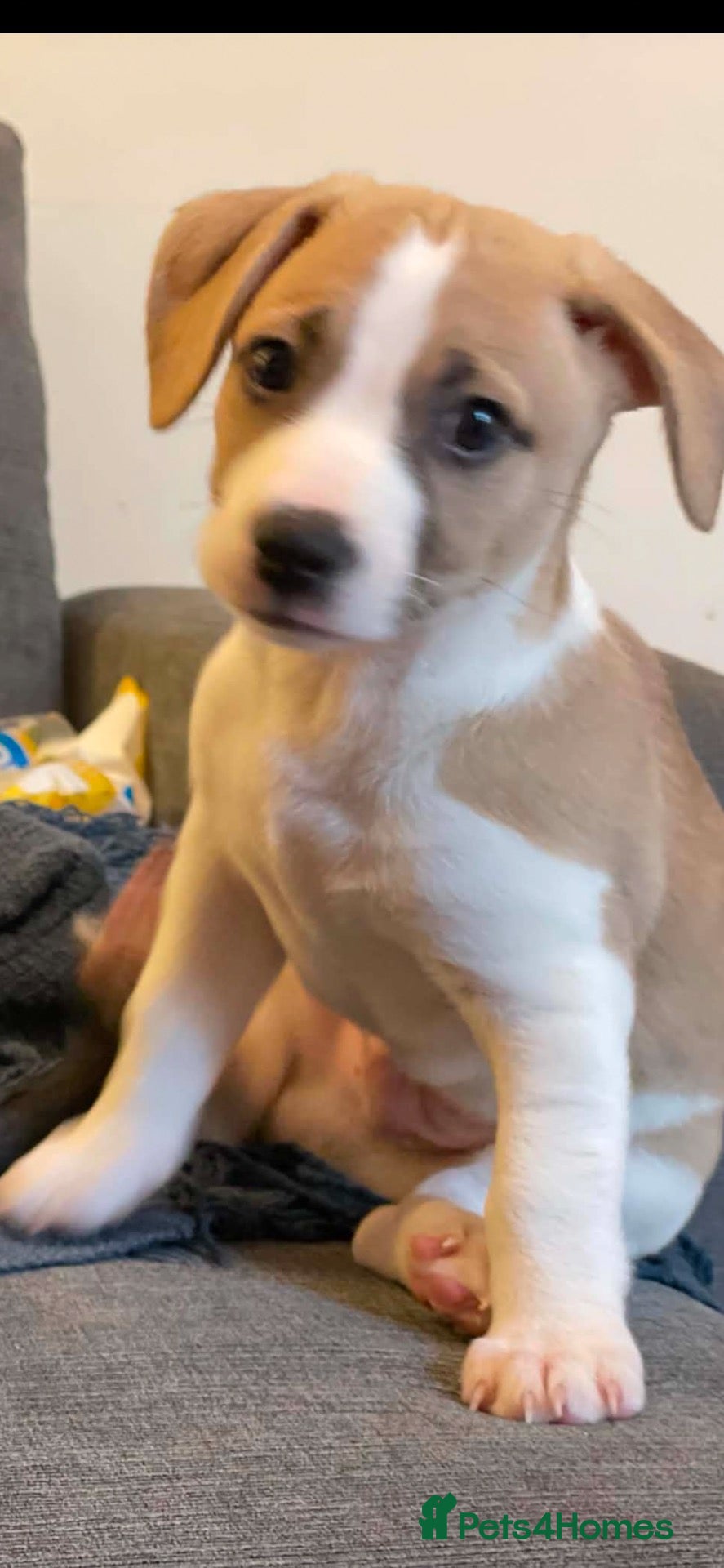 Mixed Breed dogs Lovely boy - Advert 1