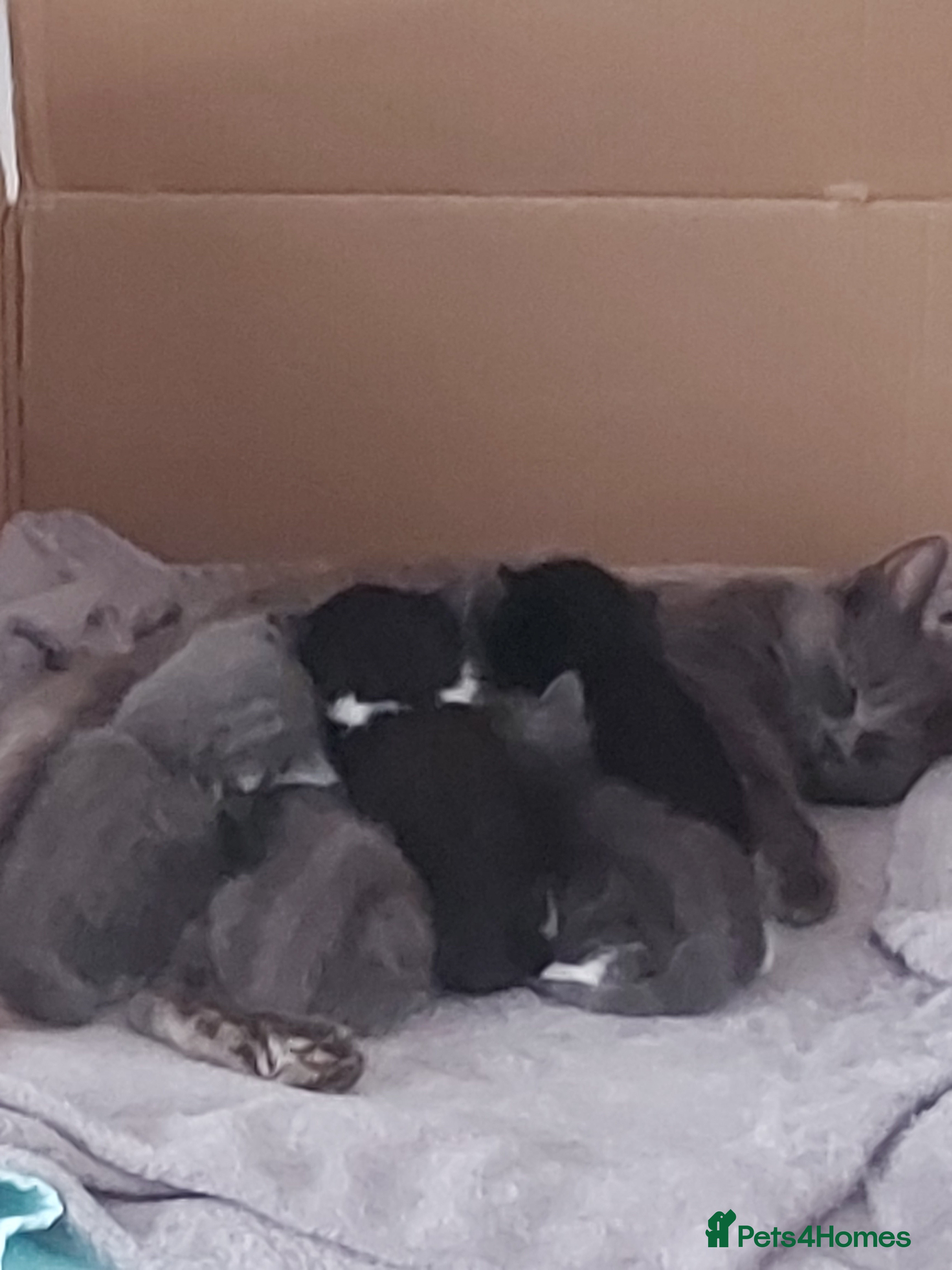 Mixed Breed cats Beautiful semi long haired grey kittens - Advert 1