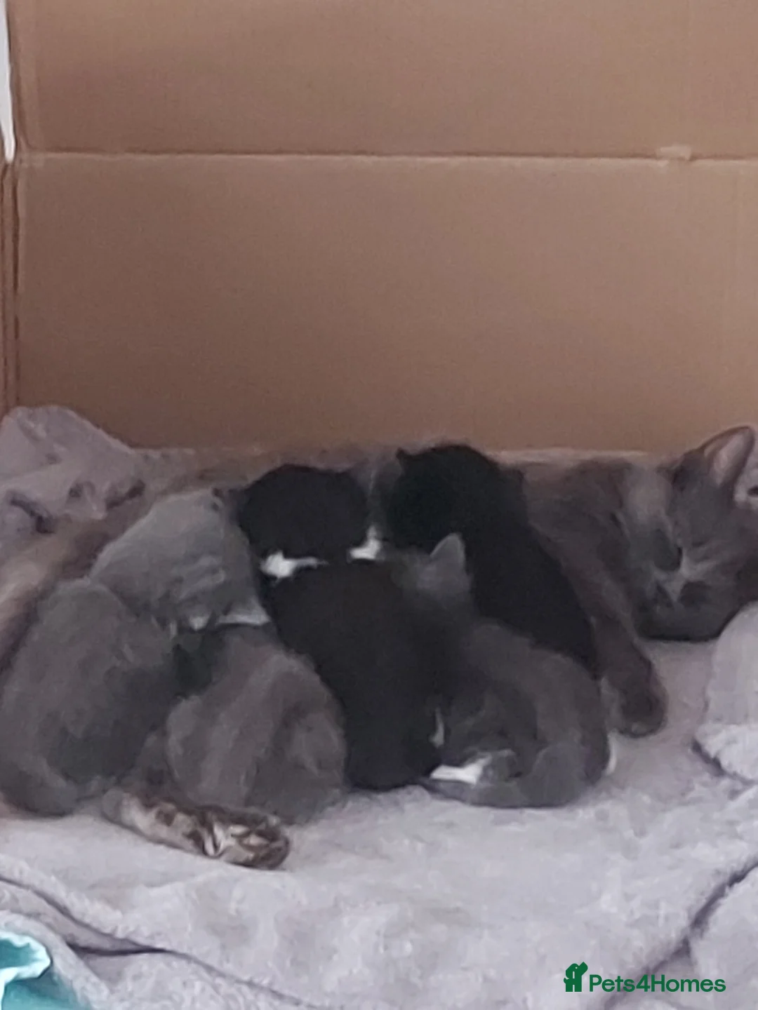 Mixed Breed cats for sale: Beautiful semi long haired grey kittens - Advert 1
