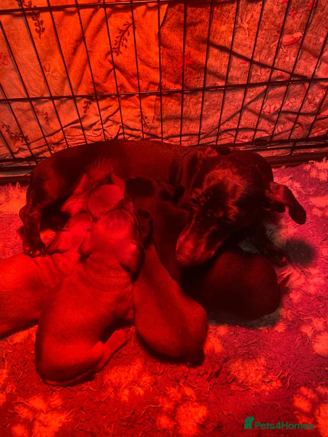 Dachshund dogs for sale: For Sale  - Advert 11