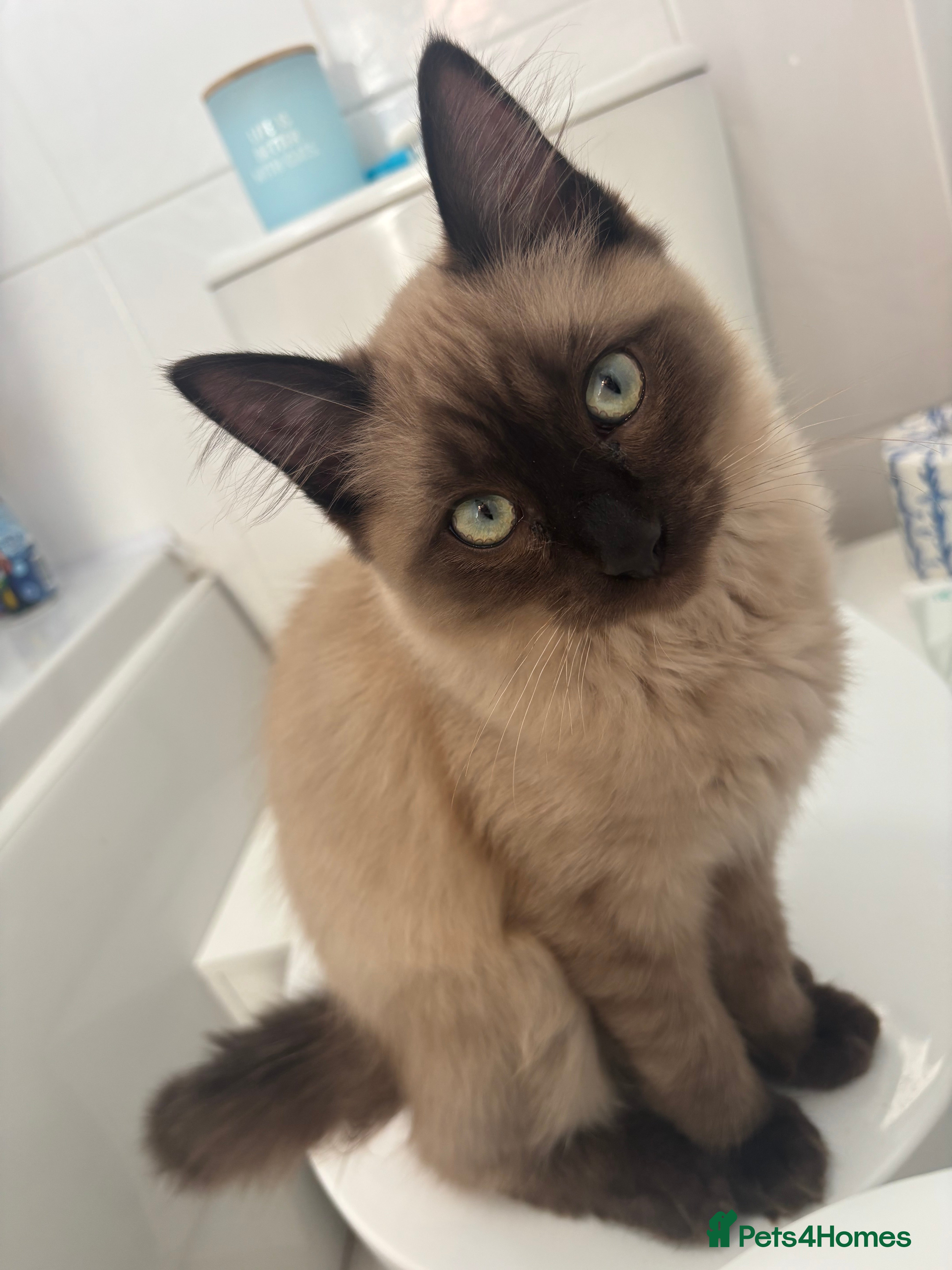 Ragdoll cats Ragdoll boy - Advert 1