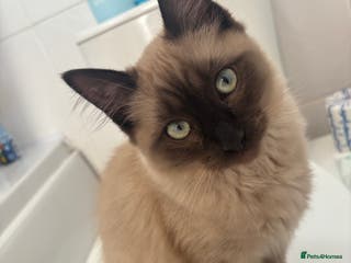 Ragdoll cats Ragdoll boy - Advert 1