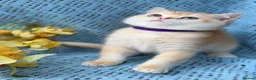 British Shorthair cats for sale: British shorthair adorable golden kittens  - Advert 16