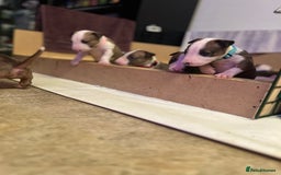 English Bull Terrier dogs for sale: English bull terriers  - Image 10
