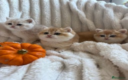 British Shorthair cats for sale: 🧡Exceptional golden British Shorthair🧡 - Image 8