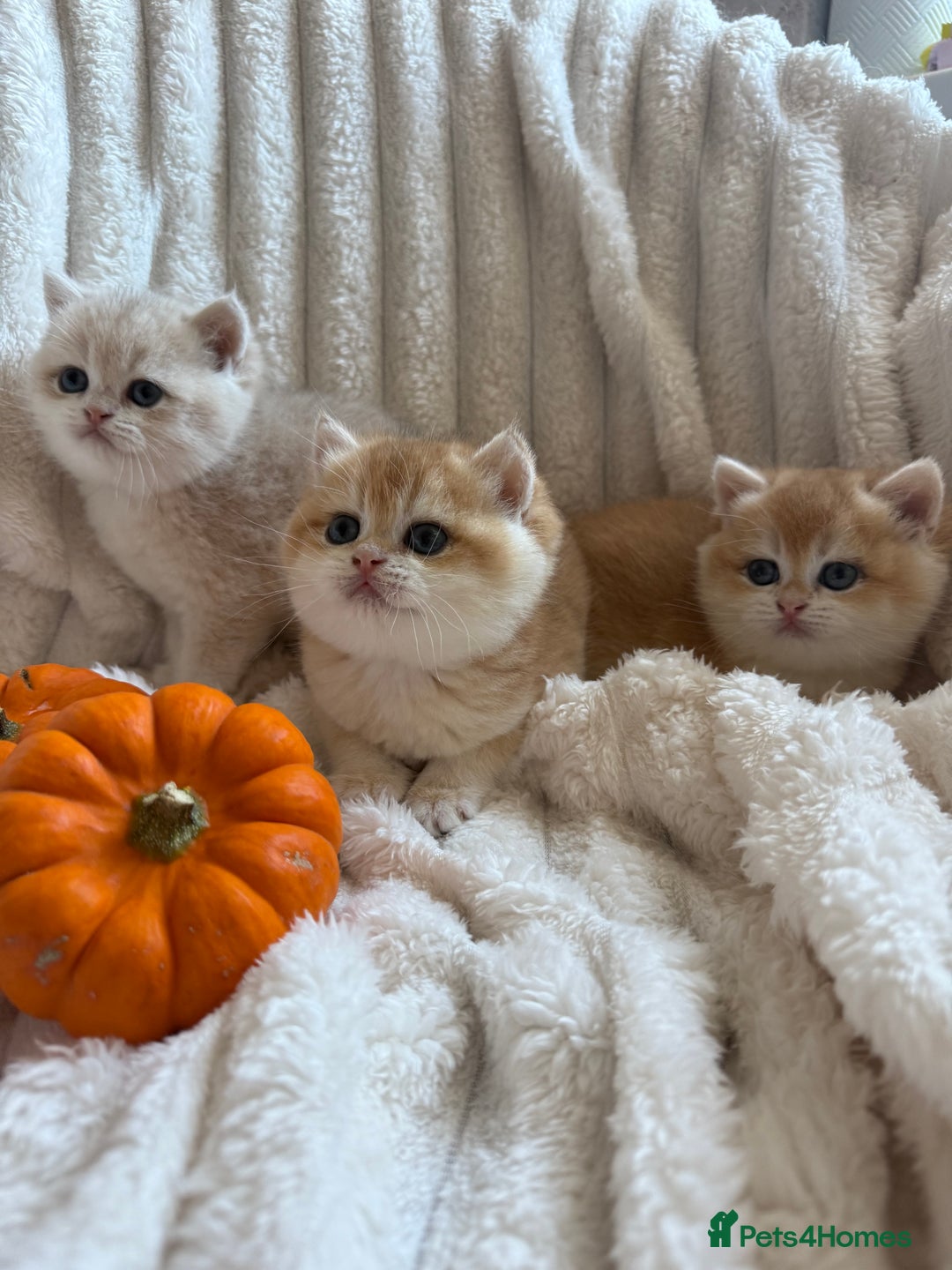 British Shorthair cats for sale: 🧡Exceptional golden British Shorthair🧡 - Image 8