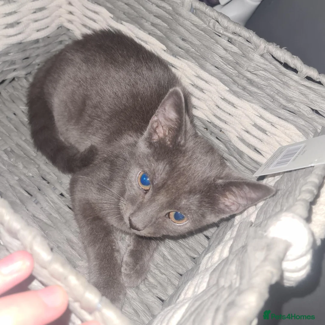 Mixed Breed cats for sale: Beautiful blue males - Advert 7
