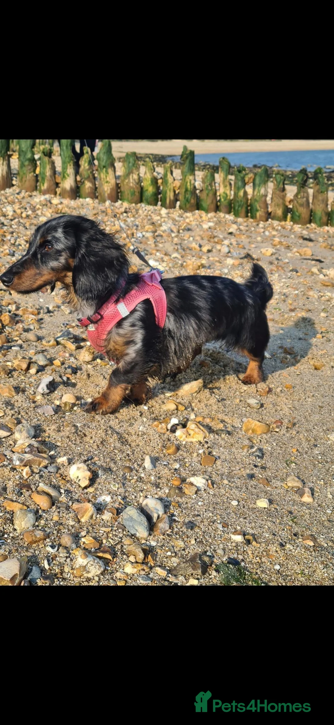 Miniature Dachshund dogs for sale: 4 beautiful long haired miniature dachshund pups in Salisbury - Advert 2