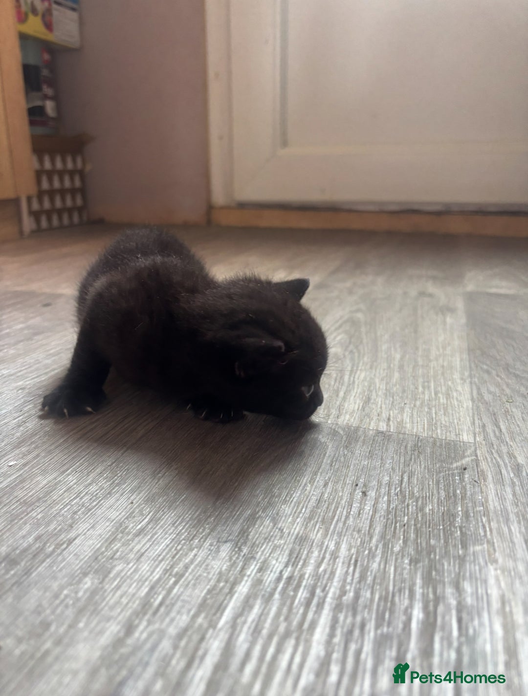 Domestic Shorthair cats for sale: Kittens for sale🥰! - Image 7