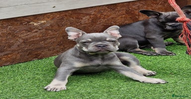 French Bulldog dogs - Advert 5