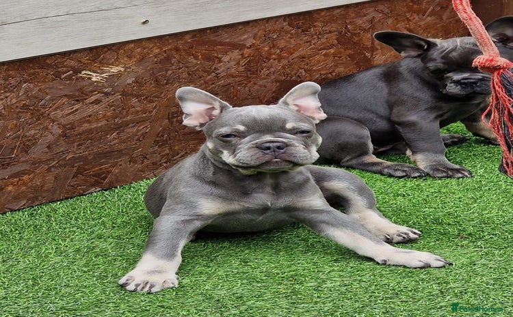 French Bulldog dogs - Advert 6