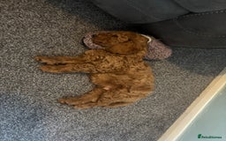 Miniature Poodle dogs for sale: KC miniature poodle  - Image 3