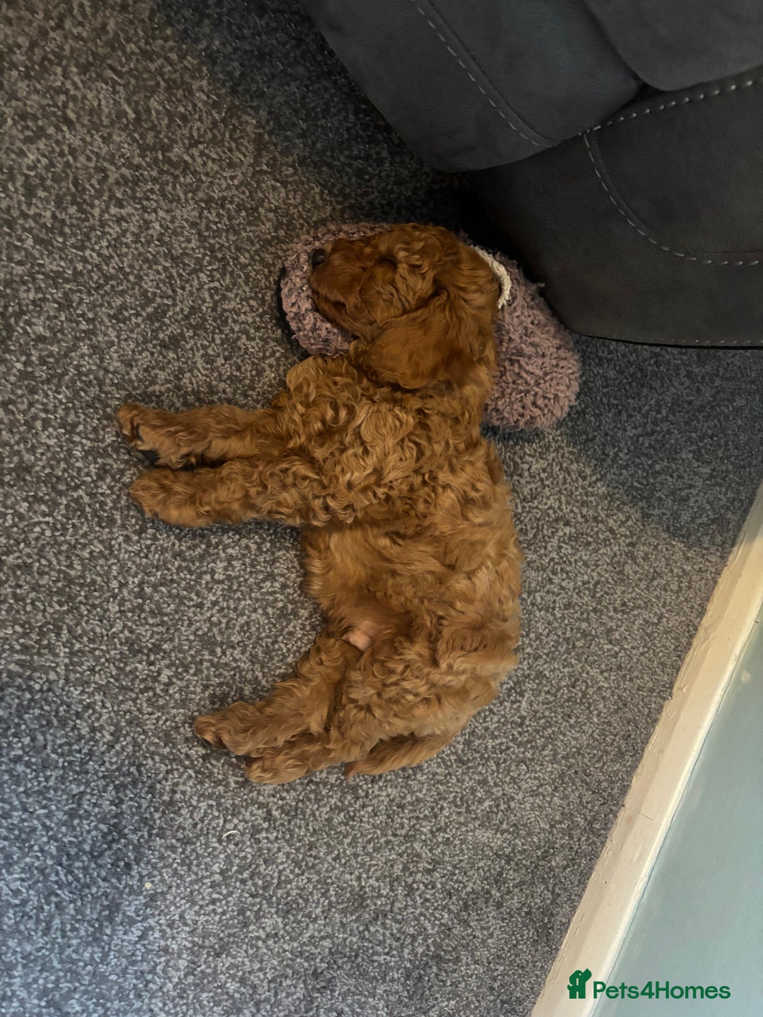 Miniature Poodle dogs for sale: KC miniature poodle  - Image 3
