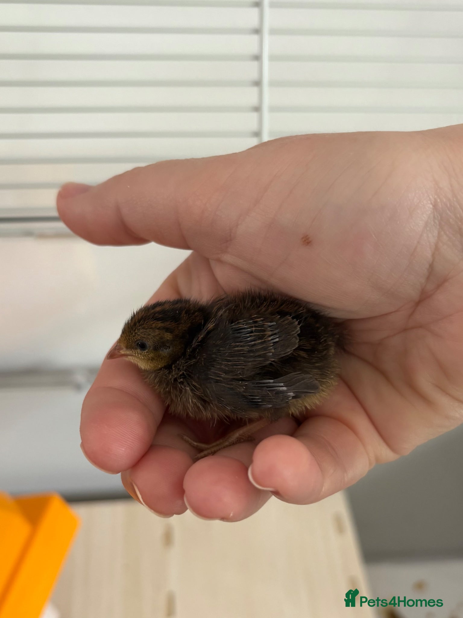 Quail poultry Button quail  - Advert 5