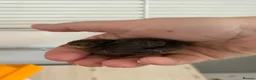Quail poultry for sale: Button quail  - Advert 1