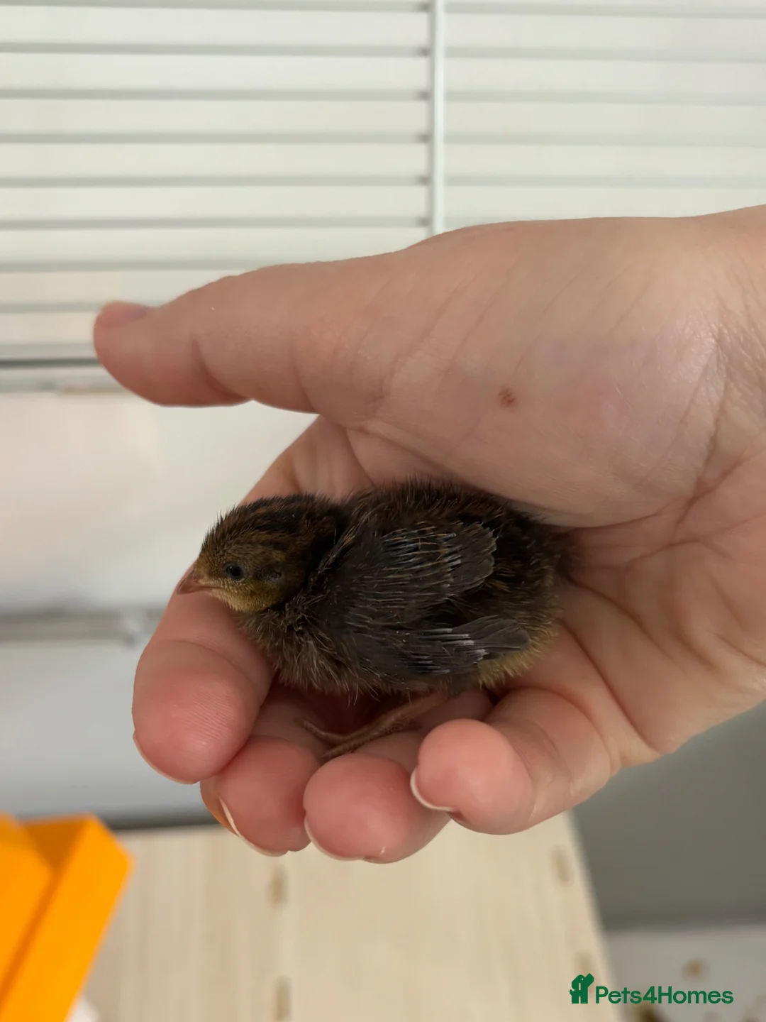 Quail poultry for sale: Button quail  - Advert 1