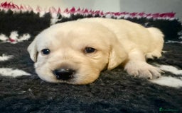 Goldador dogs for sale: 10x Family reared gorgeous Goldador Puppies - Image 7