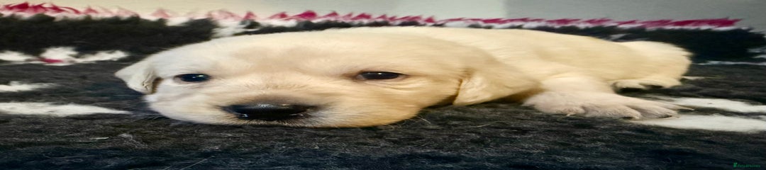 Goldador Puppy 5 (Green Collar)