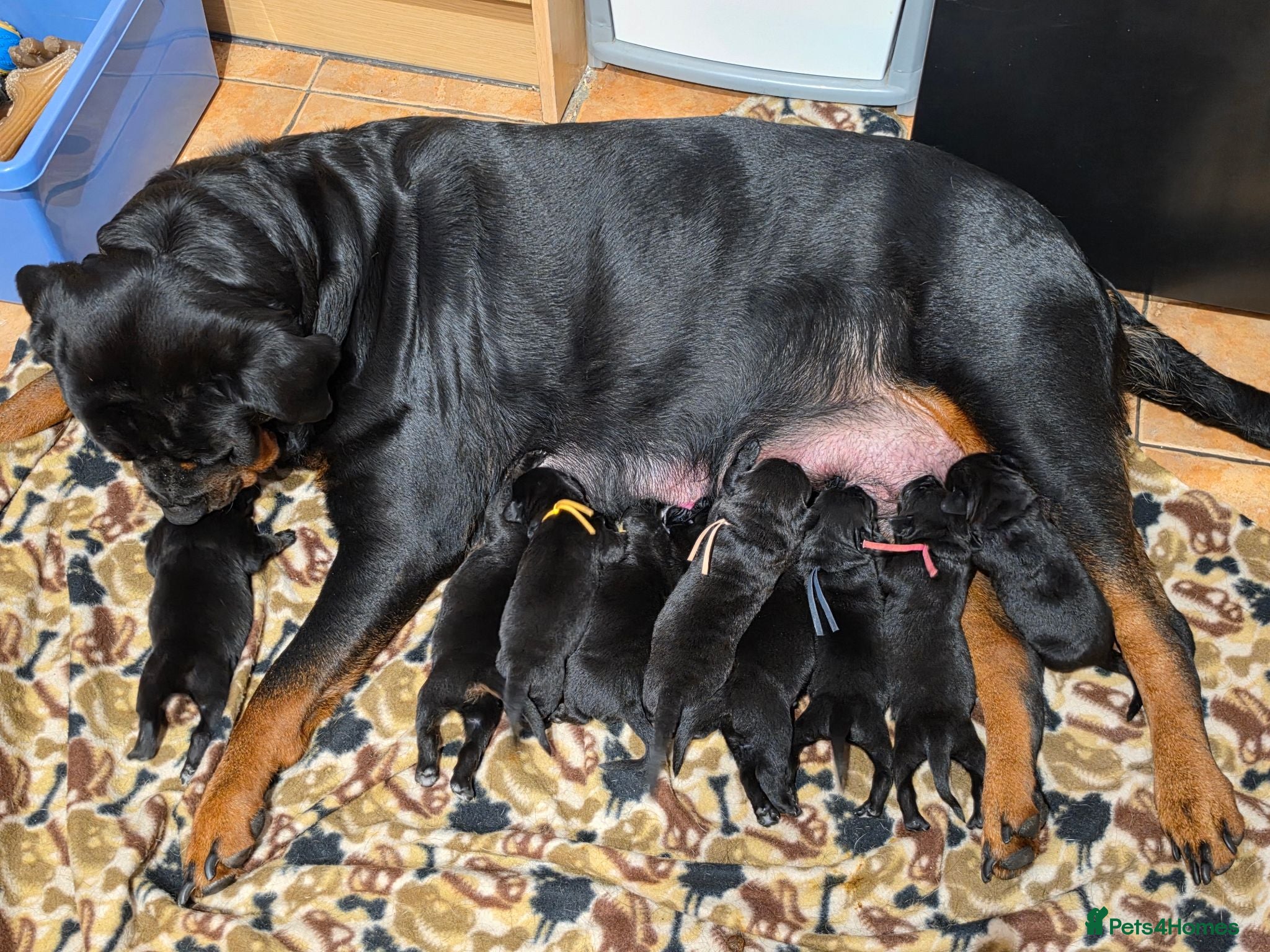 Mixed Breed dogs Rottmation - Advert 3