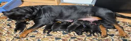 Mixed Breed dogs for sale: Rottmation in Plymouth - Advert 1