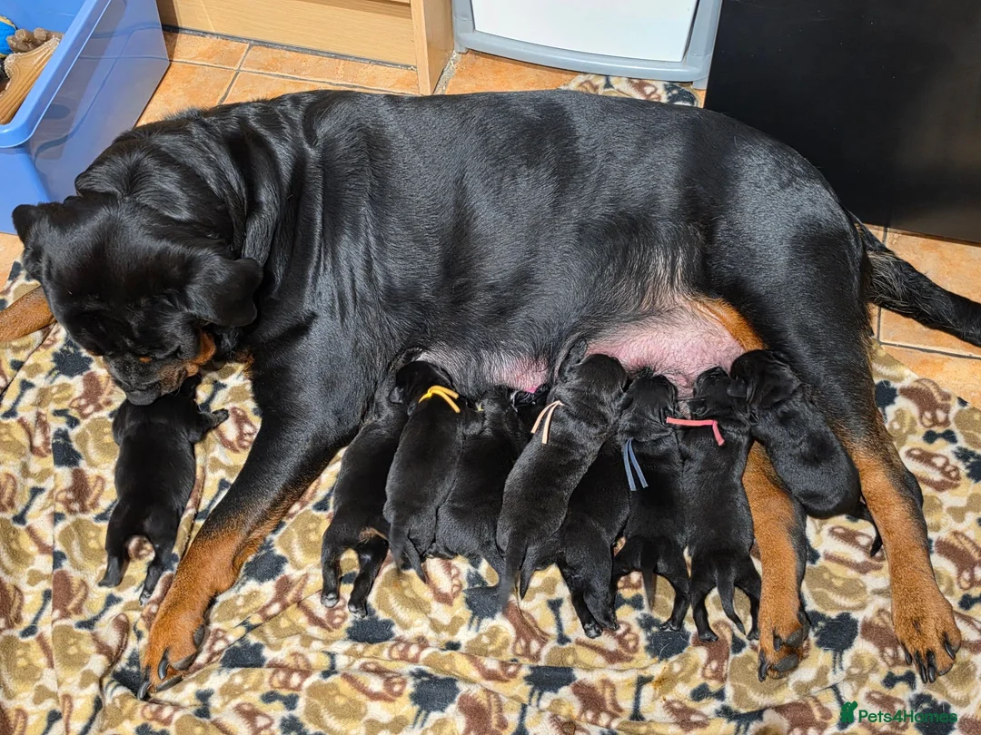 Mixed Breed dogs for sale: Rottmation in Plymouth - Advert 1
