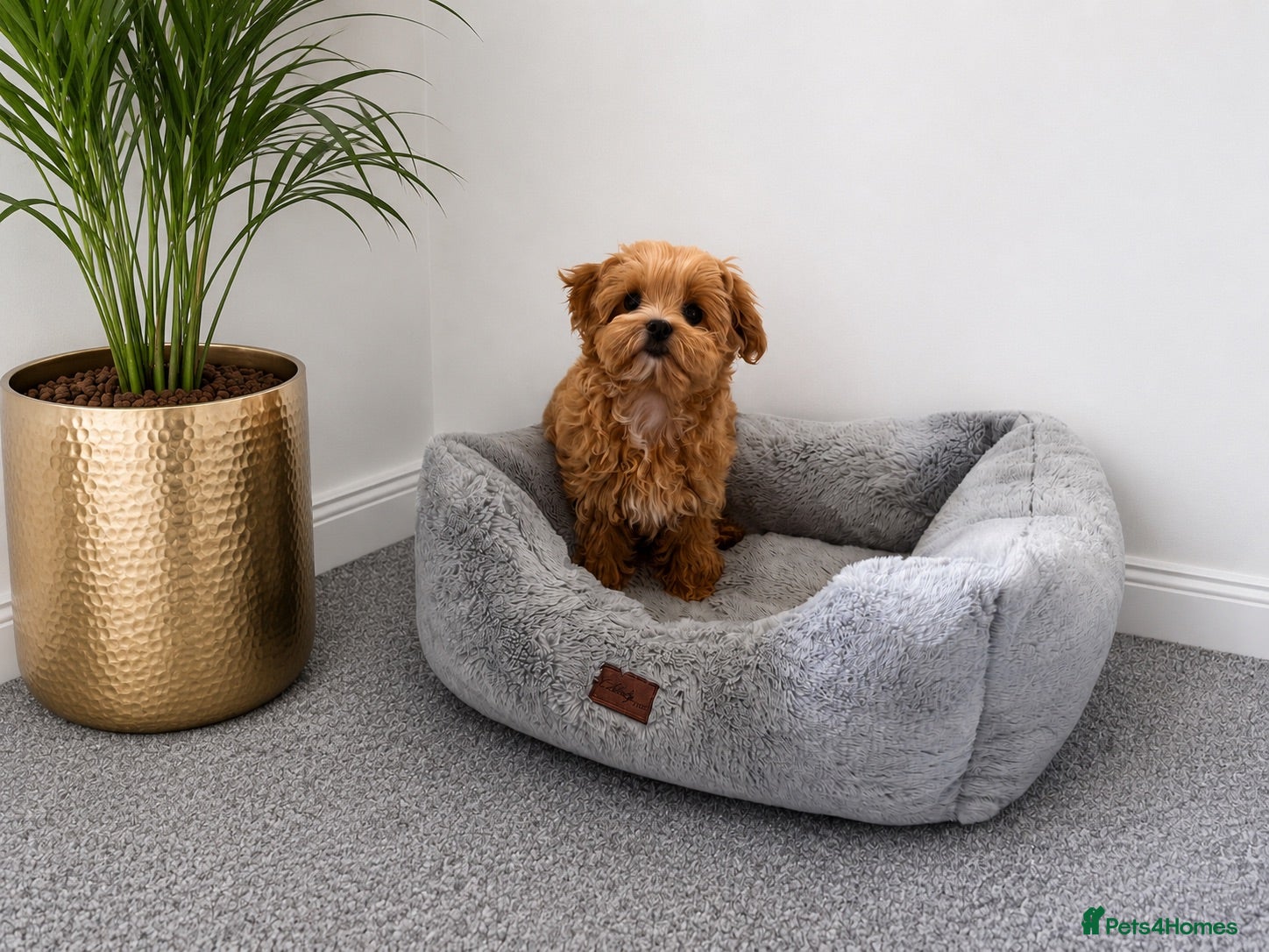 Maltipoo dogs Tiny Asian Maltipoo. DNA tested parents. - Advert 1