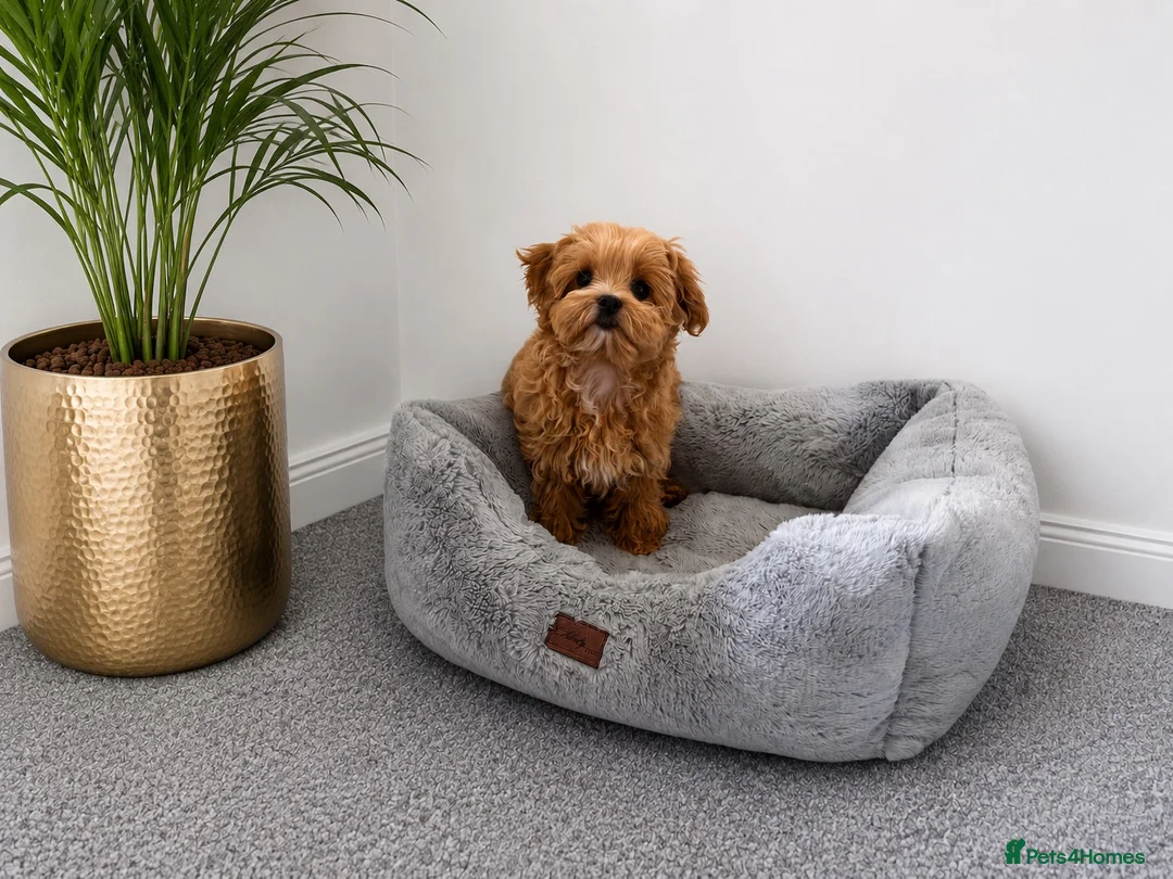 Maltipoo dogs for sale: Tiny Asian Maltipoo. DNA tested parents. - Advert 1