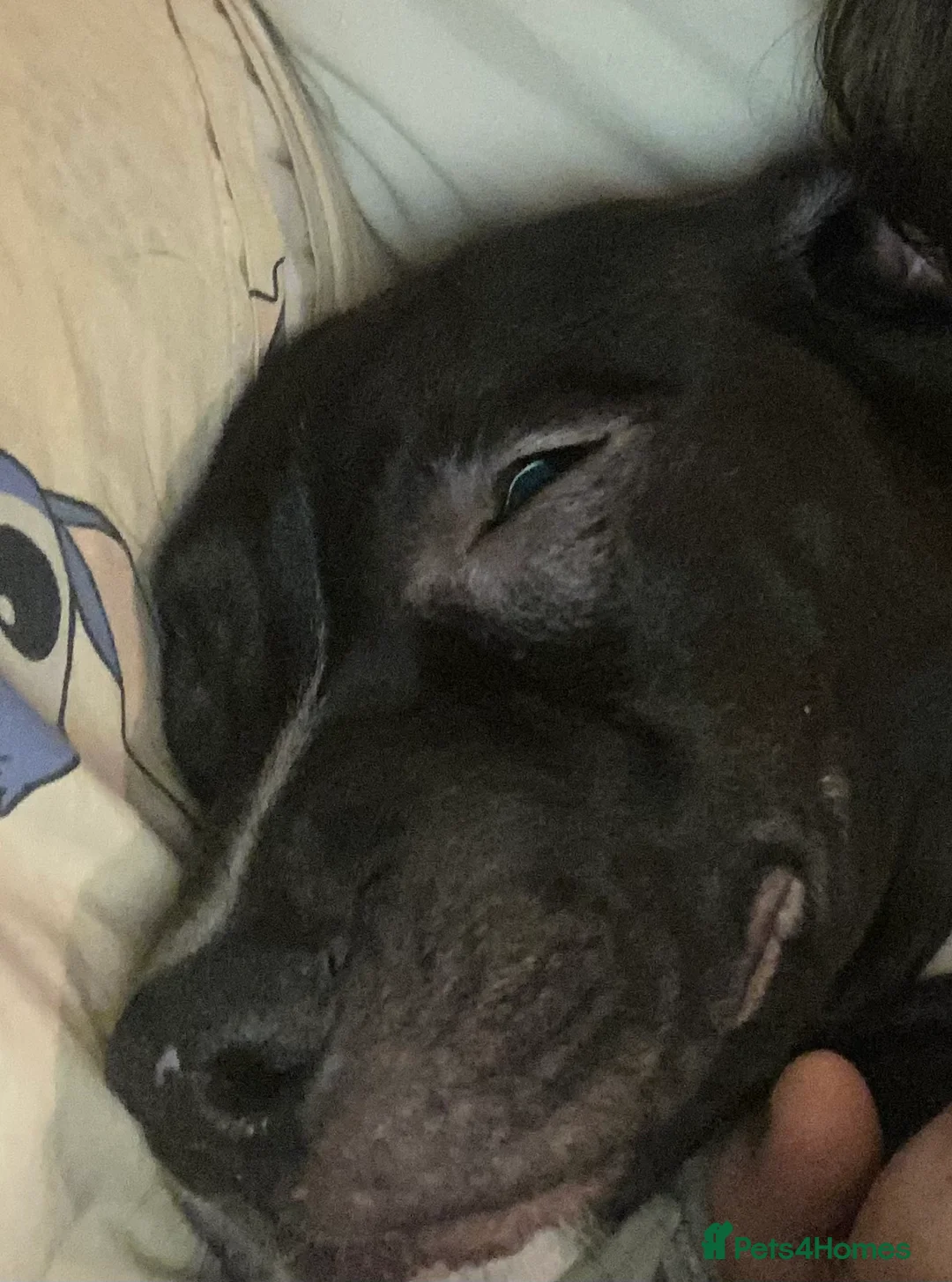 Mixed Breed dogs for sale: Male boy in Blackburn - Advert 1