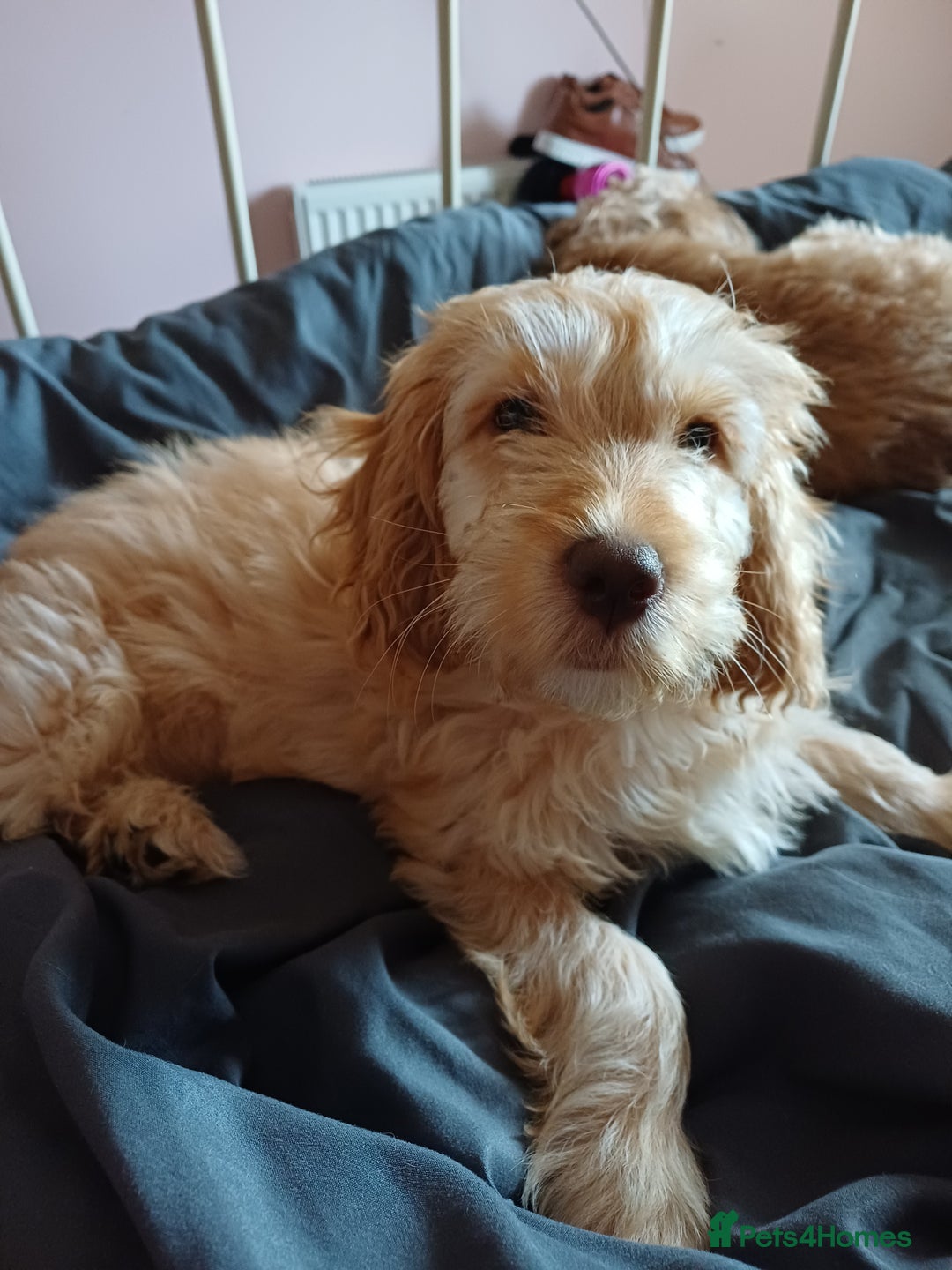 Cockapoo dogs for sale: Beautiful female 11 weeks.  - Image 3