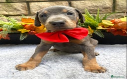 Dobermann dogs for sale: DOBERMAN PUPPIES (BOTH KC HEALTH TESTED PARENTS) - Image 39