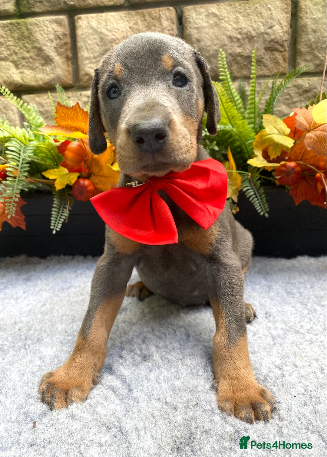 Dobermann dogs for sale: DOBERMAN PUPPIES (BOTH KC HEALTH TESTED PARENTS) - Image 39
