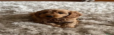 Cockapoo Puppy 2