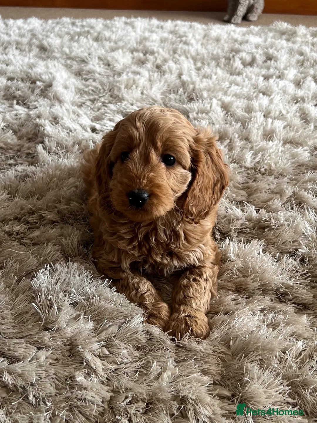 Cockapoo dogs for sale: Beautiful F1 Cockapoo girls - Advert 8