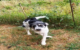 Mixed Breed dogs for adoption: Beautiful & Gentle ADELE needs a Loving Home - Image 4