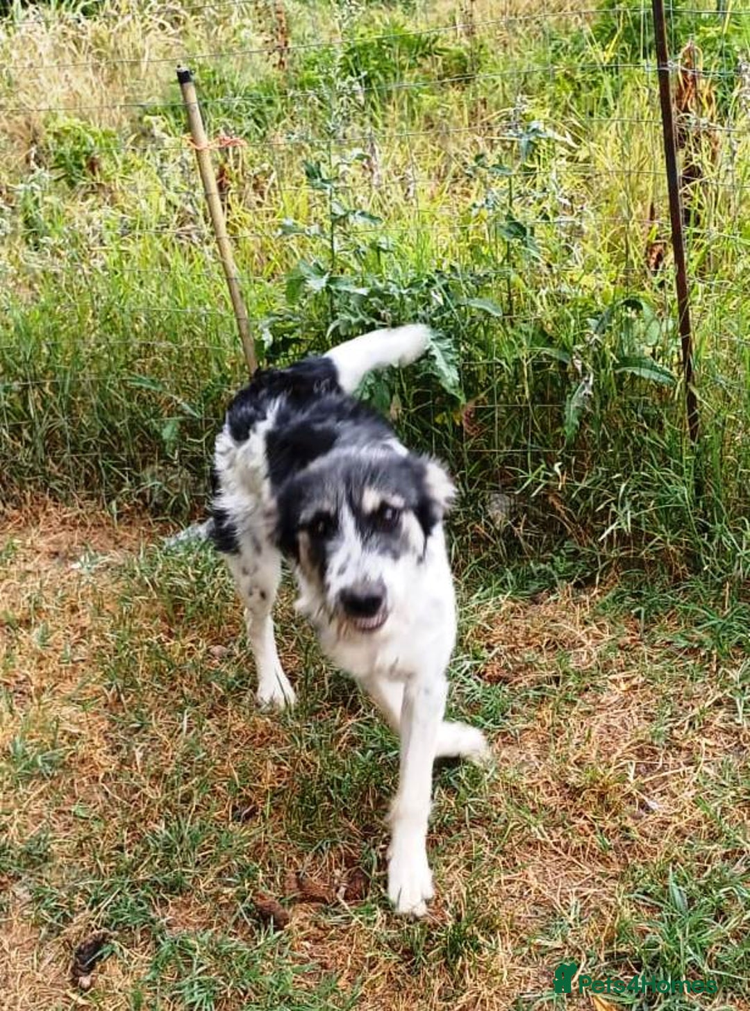 Mixed Breed dogs for adoption: Beautiful & Gentle ADELE needs a Loving Home - Image 4