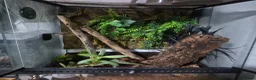 Gecko reptiles for sale: Leachie Gecko plus setup - Advert 6