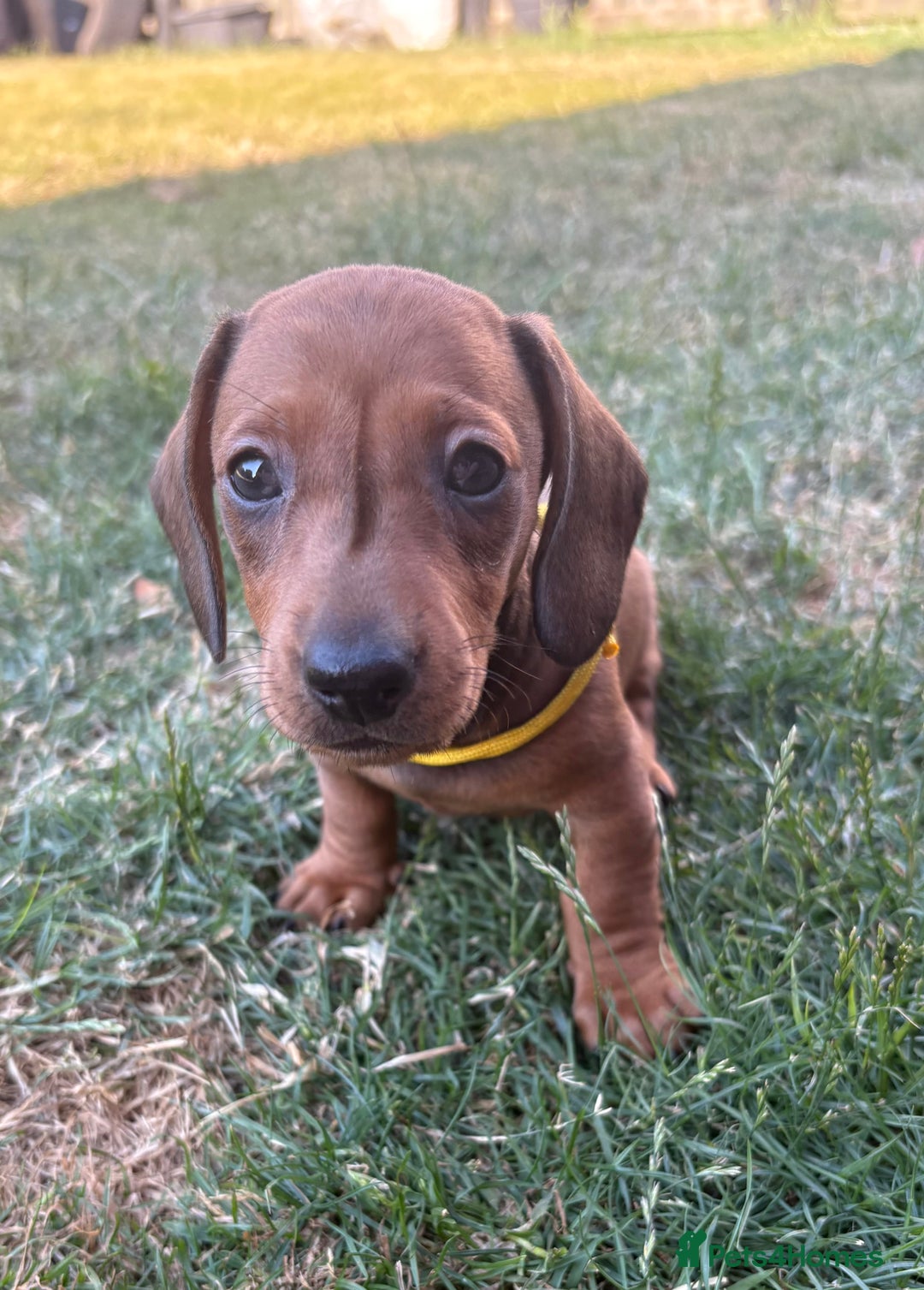 Miniature Dachshund dogs for sale: Almost ready to leave!Amazing Miniature Dachshunds in Doncaster - Image 12